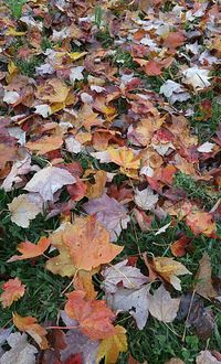 Leaves in autumn leaves