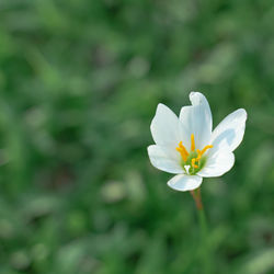 Close-up of white flowering plant