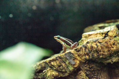 Close-up of frog on rock