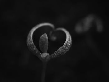 heart shape