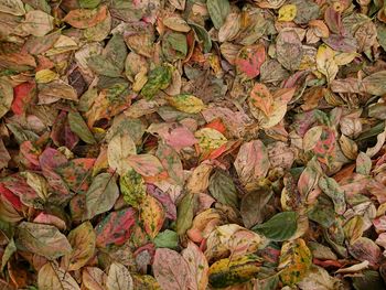 Full frame shot of autumn leaves