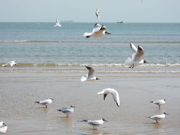 Flock of seagulls on beach