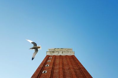 Low angle view of seagull flying against clear sky