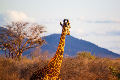 Giraffe standing by bare trees against sky