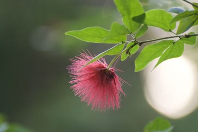 Close-up of insect on pink flower