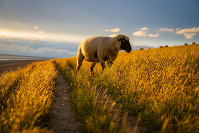 Sheep in a field