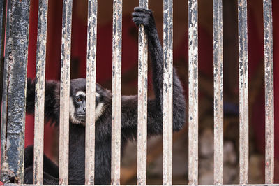 Monkey in metal cage at zoo