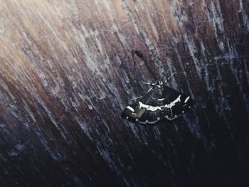 Close-up of insect on wood