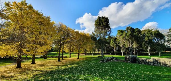 Trees on field against sky