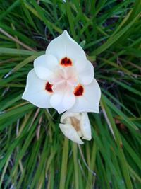 Close-up of white flowers blooming in field