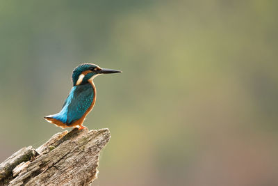 Close-up of kingfisher perching on wood