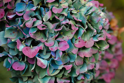 Close-up of succulent plant