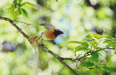 Close-up of bird perching on branch