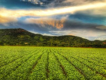 Scenic view of agricultural field against sky