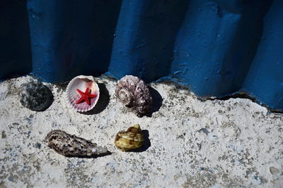 High angle view of shells on rock