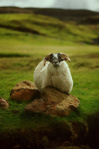 Sheep sitting on rock