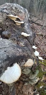 High angle view of crab on rock