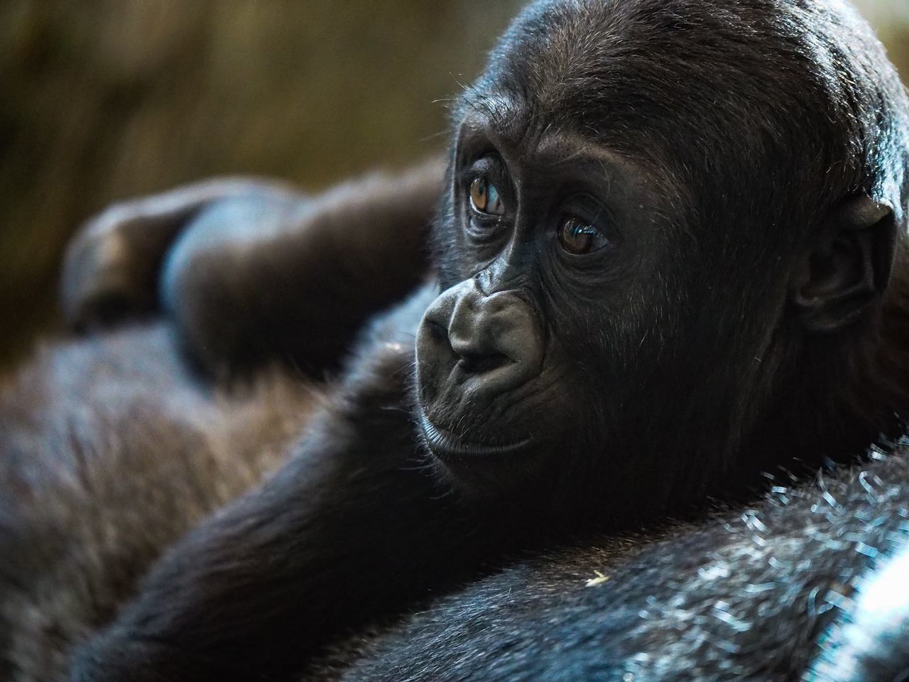 one animal, mammal, animals in the wild, animal themes, animal wildlife, no people, day, close-up, gorilla, monkey, portrait, outdoors, nature