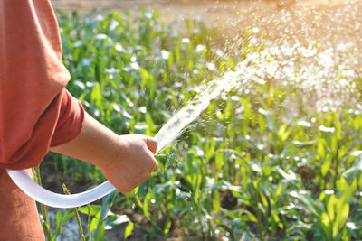 Cropped hand spraying water from hose on crops