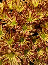 Full frame shot of yellow flowering plants