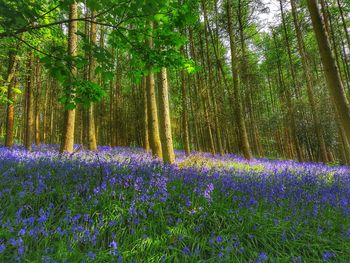 Purple flowering plants by trees in forest