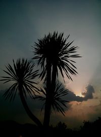 Low angle view of palm trees against sky