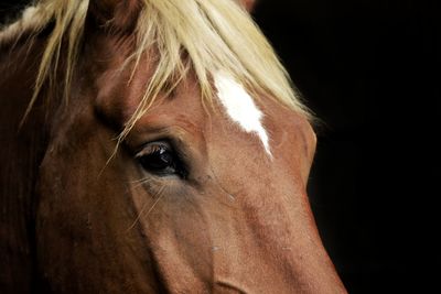 Close-up portrait of horse