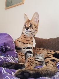 Serval cat sitting on a bed