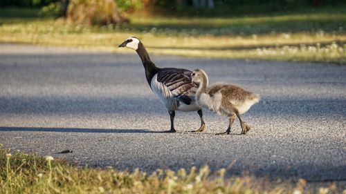 Ducks on road