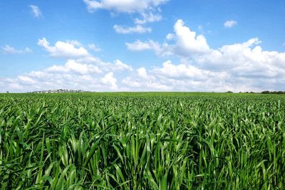 Scenic view of agricultural field against sky