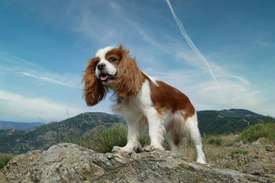 Low angle view of a young cavalier king charles dog, female, blenheim , blue sky, copy space