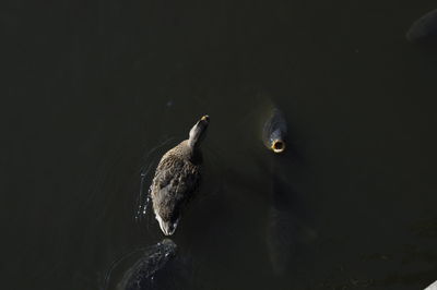 High angle view of duck swimming in lake