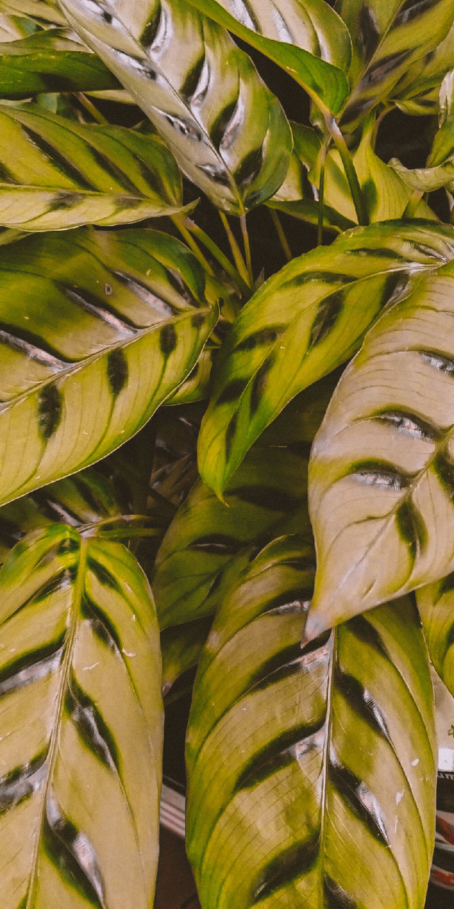 plant, leaf, food and drink, food, tree, green, plant part, flower, no people, yellow, freshness, growth, nature, close-up, healthy eating, full frame, backgrounds, palm tree, produce, outdoors, wellbeing, tropical climate, day, beauty in nature, fruit