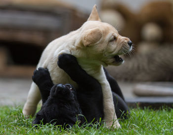 Close-up of labrador retriever puppies playing on field