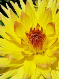 Close-up of bee on yellow flower