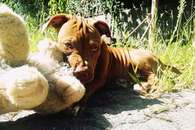 Dog relaxing on grass