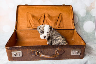 Close-up of dog sitting in luggage on bed