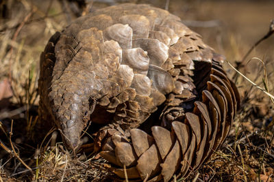 Close-up of turtle on field