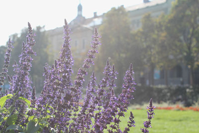 Close-up of flowers blooming outdoors