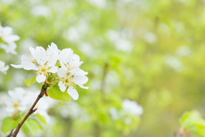 Close-up of white cherry blossom on tree