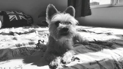 Close-up of dog outdoors