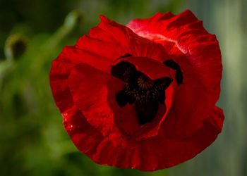 Close-up of red poppy flower