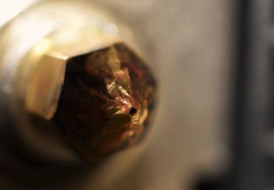 Close-up of snake