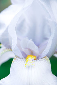 Close-up of white flowering plant