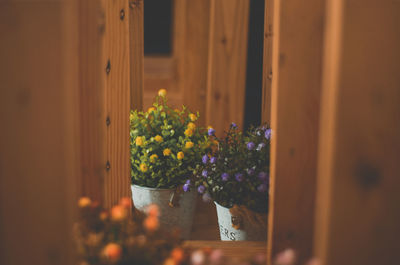 Potted plants on window sill