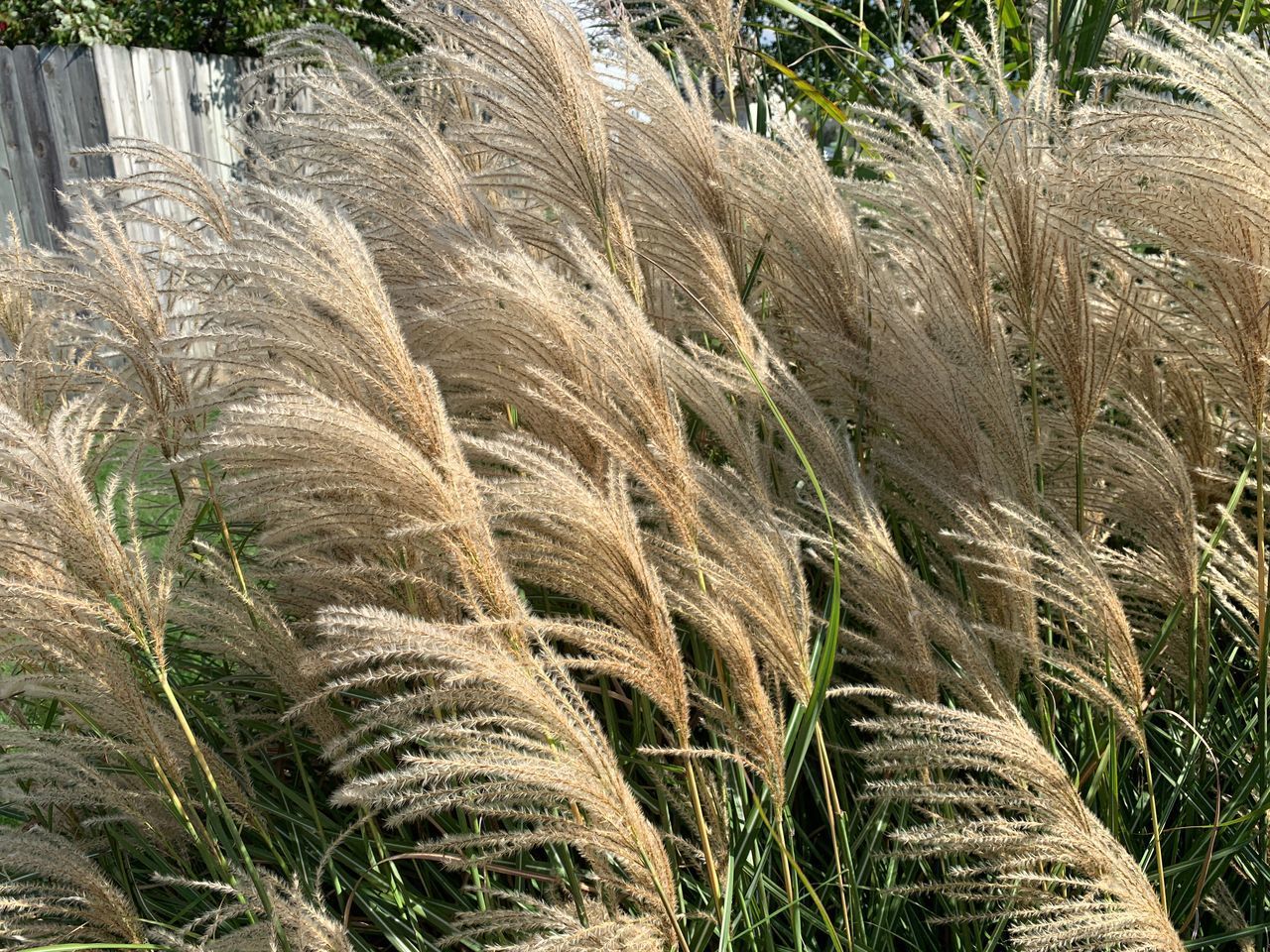 CLOSE-UP OF STALKS ON FIELD