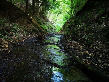 Stream flowing amidst trees in forest