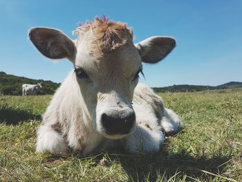 Close-up of cow on field