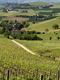 Scenic view of vineyard