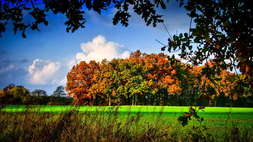 Trees growing on field against sky during autumn